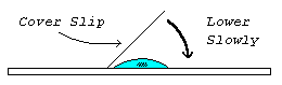 Preparing a wet mount